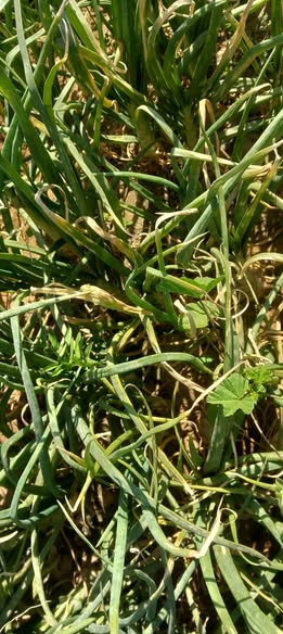 السلام عليكم ورحمه الله وبركاته ممكن اعرف الاصابه دي ايه وعلاجها ايه